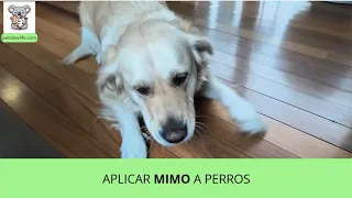 Bimba en su momento MIMO