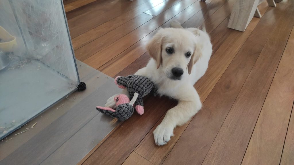 Bimba después de su noche de ruido blanco