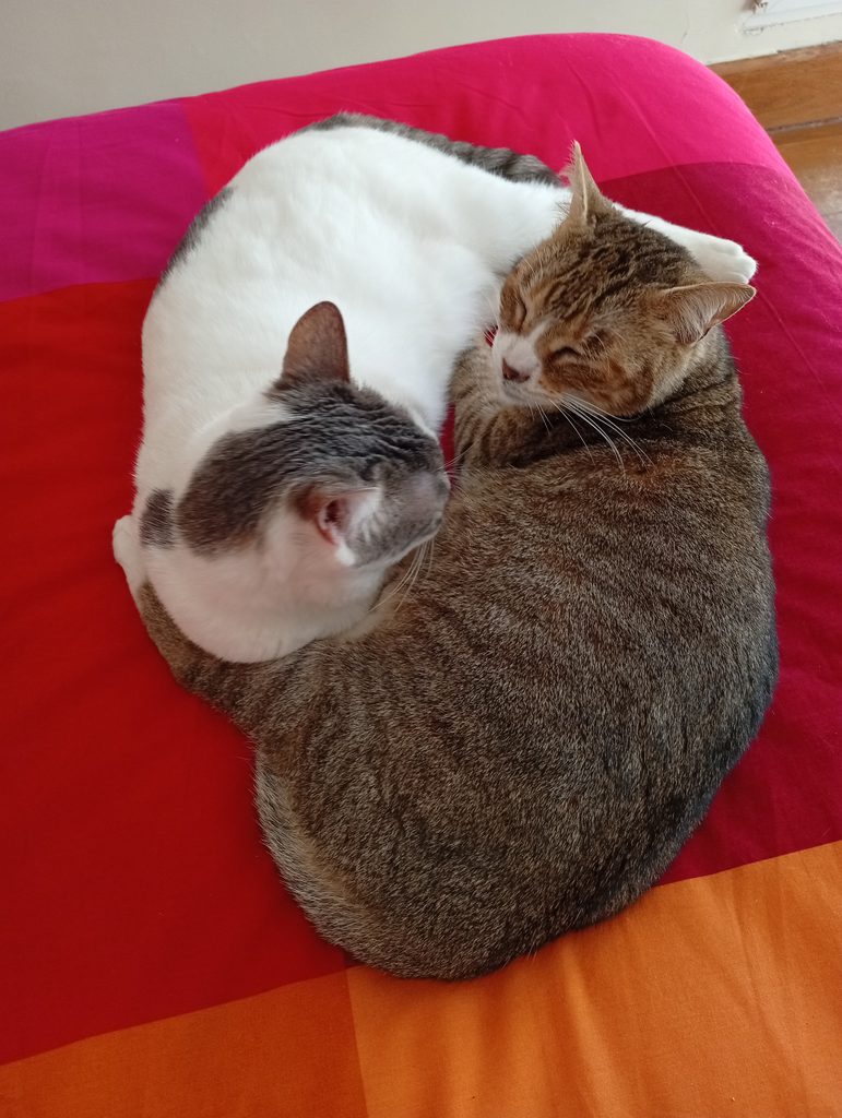 Agata y Frida descansando juntas