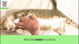 Frida y Cuscús disfrutando del MIMO