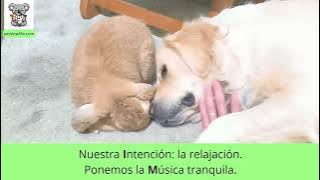 MIMO conejo y perro: Roger y Bimba
